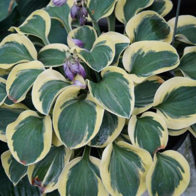 Hosta 'Lucky Mouse'